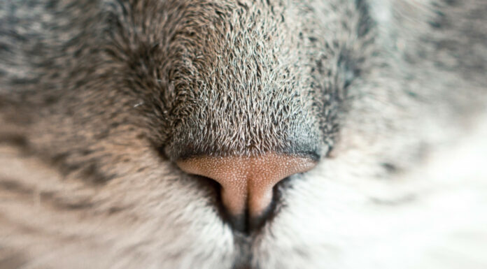 Soñar con Felinos | Significado e interpretaciones más comunes Soñar con Felinos