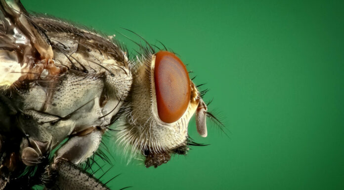 Soñar con Bichos | Significado e interpretaciones más comunes Soñar con Bichos