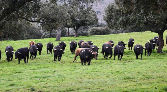 ¿Qué significa soñar con toros? | Un animal bastante curioso Qué significa soñar con toros
