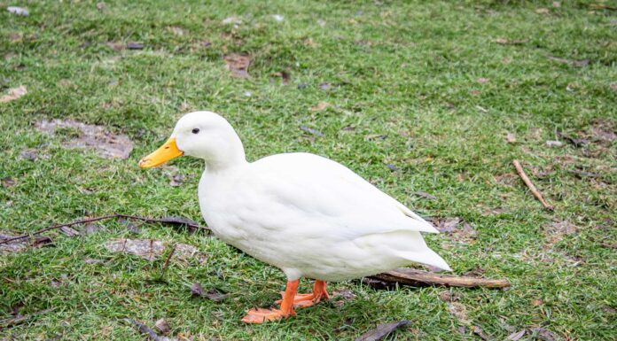 ¿Qué significa soñar con patos? | ¡Dualidad, astucia y adaptación! que significa soñar con patos