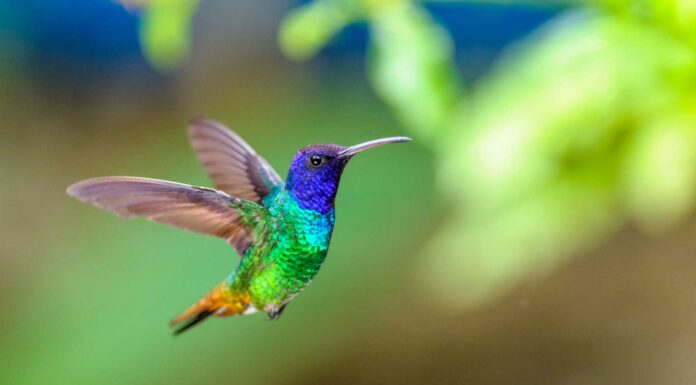 ¿Qué significa soñar con un colibrí? | ¡Recibe noticias positivas! que significa sonar con un colibri